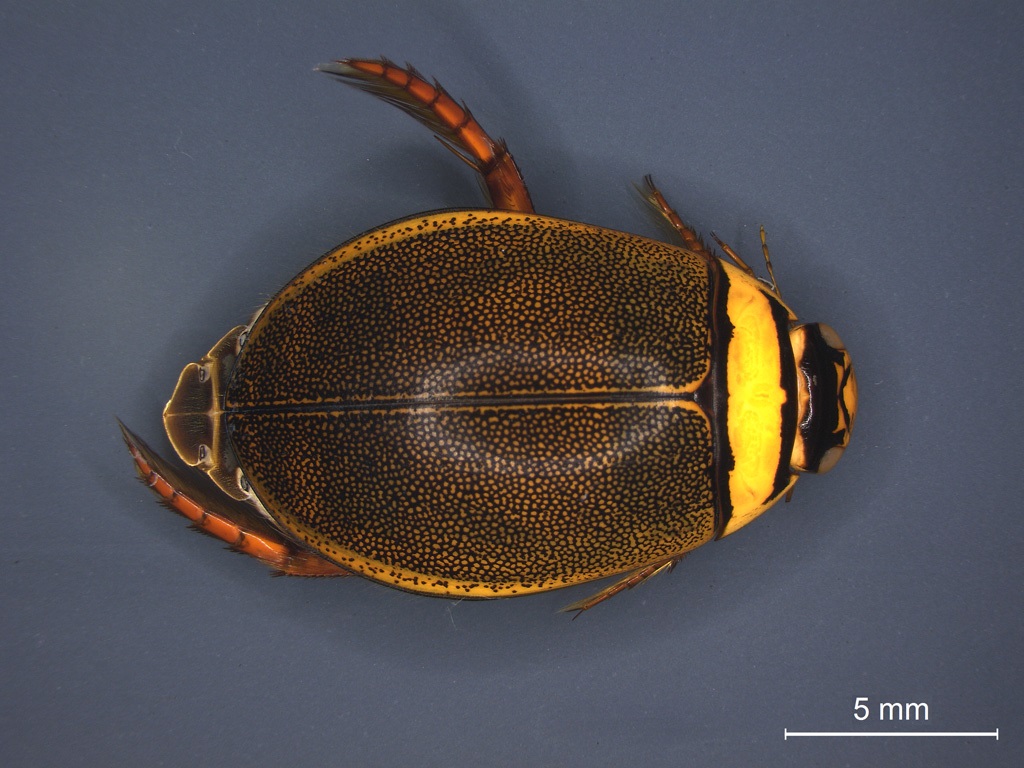 Graphoderus bilineatus